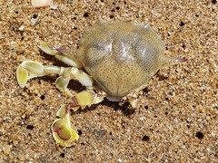 Matuta victor