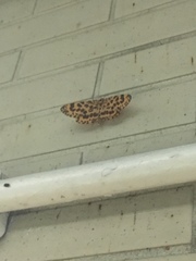 Epobeidia tigrata tigrata