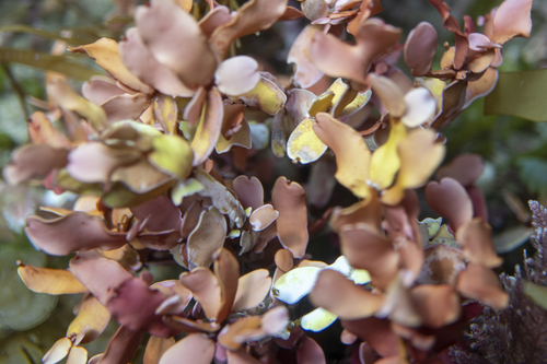 Rhodopeltis australis