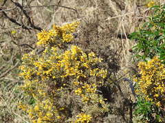 Ulex argenteus argenteus