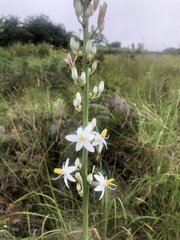 Chlorophytum bowkeri