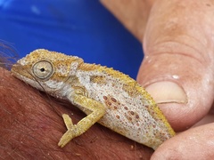 Bradypodion barbatulum