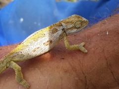 Bradypodion barbatulum