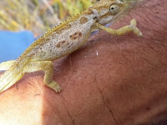 Bradypodion barbatulum