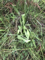 Chlorophytum bowkeri