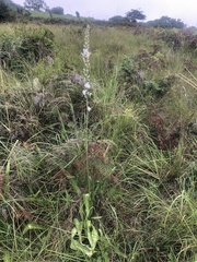 Chlorophytum bowkeri