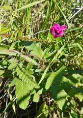 Convolvulus althaeoides