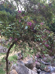 Fuchsia paniculata