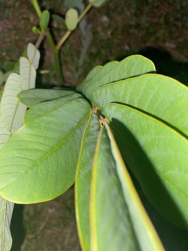 Senna alata observed 2022-02-01
