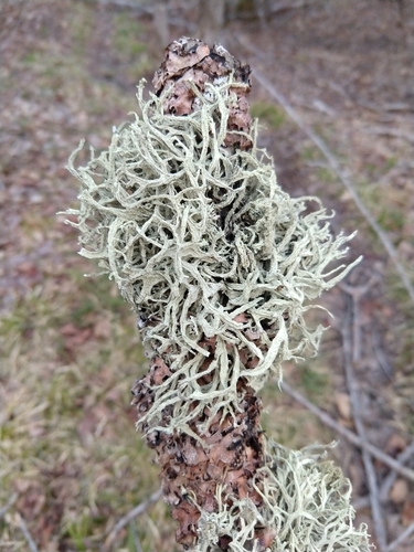 Boreal Oakmoss