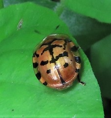 Conchyloctenia praecox