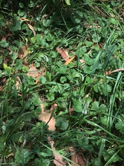 Pterostylis monticola