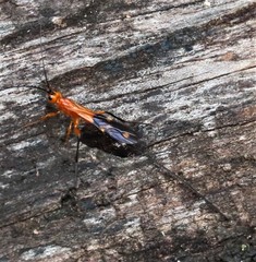 Archibracon servillei