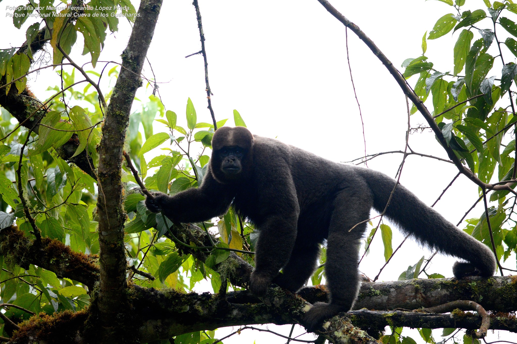 Poeppig's Woolly Monkey (Subspecies Lagothrix lagothricha poeppigii) ·  iNaturalist Guatemala