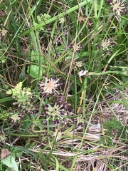 Chaerophyllum eriopodum