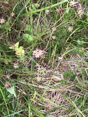 Chaerophyllum eriopodum