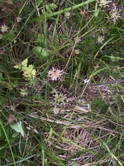 Chaerophyllum eriopodum
