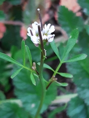 Cardamine hirsuta