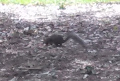 Sciurus carolinensis