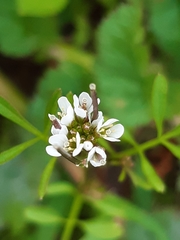 Cardamine hirsuta