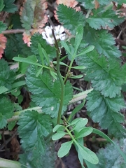 Cardamine hirsuta
