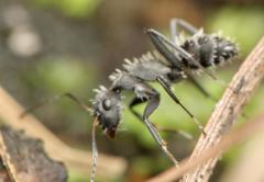 Camponotus postoculatus