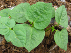 Vigna angularis