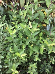 Salix cinerea cinerea