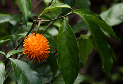 Tabernanthe elliptica image