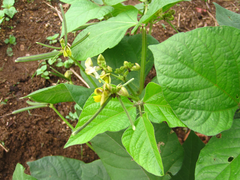 Vigna radiata