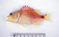 Plectranthias maculicauda