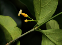 Tabernanthe elliptica image