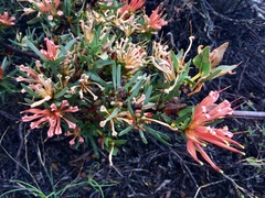 Lambertia multiflora