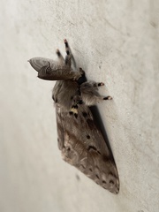 Noctuoidea