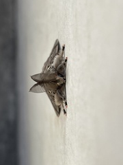 Noctuoidea