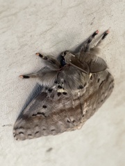 Noctuoidea