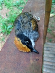 Conopophaga melanops