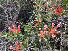 Lambertia multiflora
