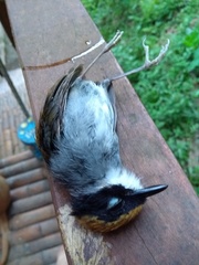 Conopophaga melanops