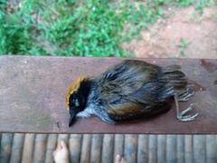 Conopophaga melanops