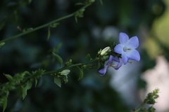 Campanula montenegrina
