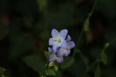 Campanula montenegrina