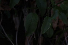 Campanula montenegrina