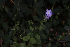 Campanula montenegrina