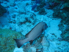 Plectorhinchus pica