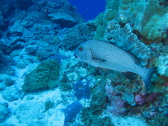 Plectorhinchus pica