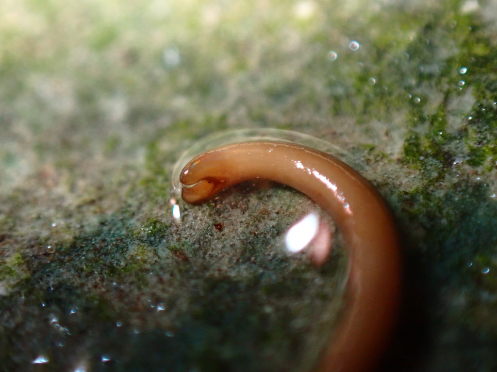 Horsehair Worms