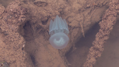 Catostylus