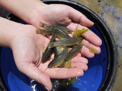 Fundulus parvipinnis