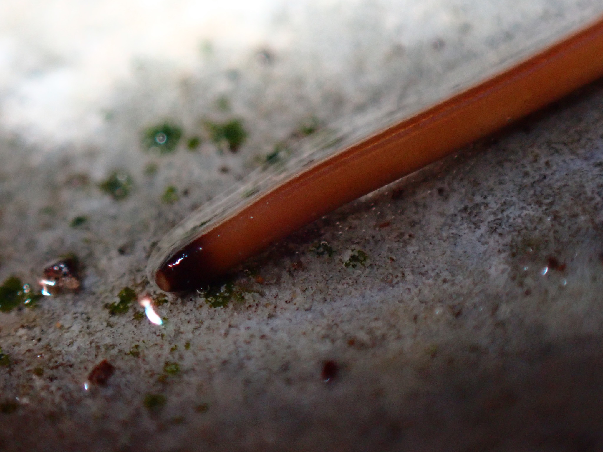 Nematomorpha